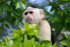 soñar con monos capuchinos