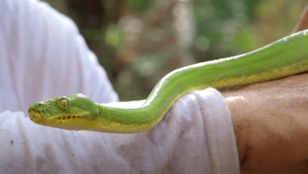 Qué significa soñar con serpiente verde