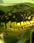 ¿Qué significa soñar con serpiente verde?