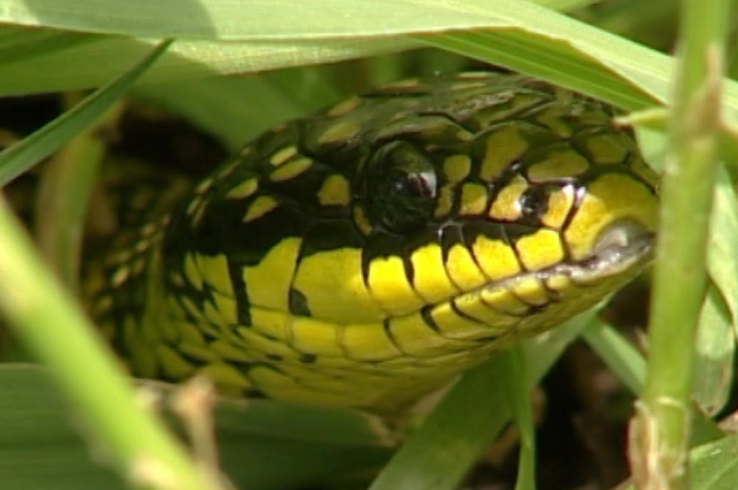 soñar con serpiente verde y amarilla